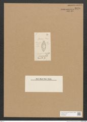 Diatomeae indet. Zeichnungen Sammlung Grunow Nr. 2475 (NHMW-BOT-W0369653)
